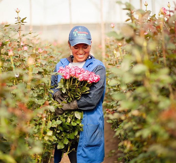 KD Spain — Bonaire Big Flowers Tropical Colorful Pink and