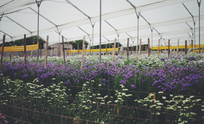 Flower Farm