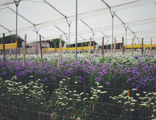 Flower Farm