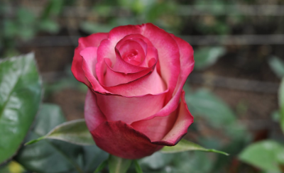 Pink Rose