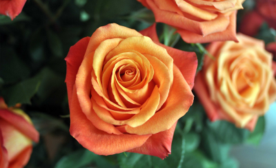 Sunset Orange Roses
