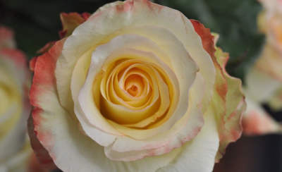 Yellow Rose