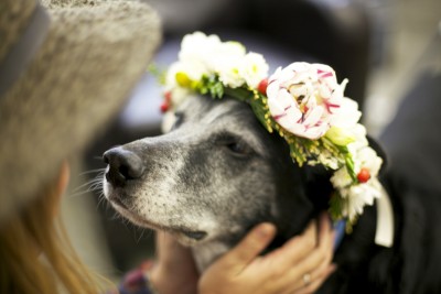 Adult Dog with Flower Crown