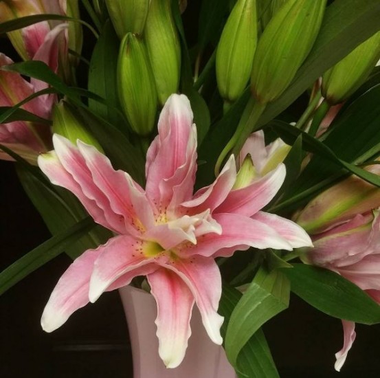 @jkdevine13's opening lilies