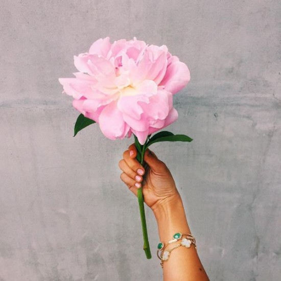 Large Pink Peony Flower Large Pink Peony Flower
