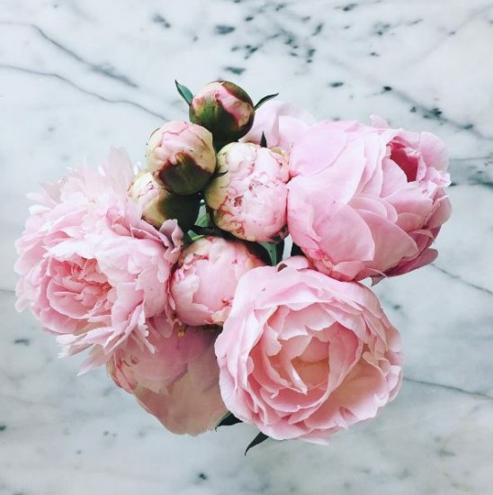 Light Pink Peonies Light Pink Peonies