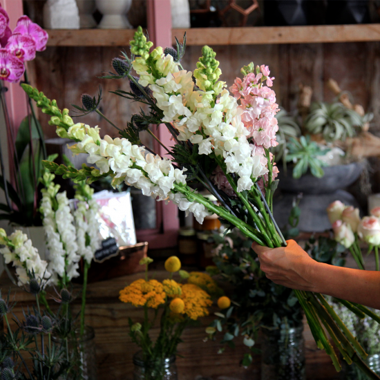 White and Pink Gladiolus