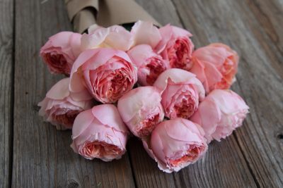Pink Cabbage Garden Rose Pink Cabbage Garden Rose