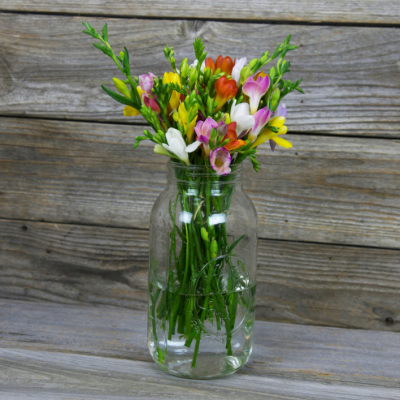 Colorful Freesia Flowers