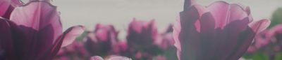 Purple Tulips