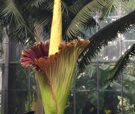 Corpse Flower in Bloom