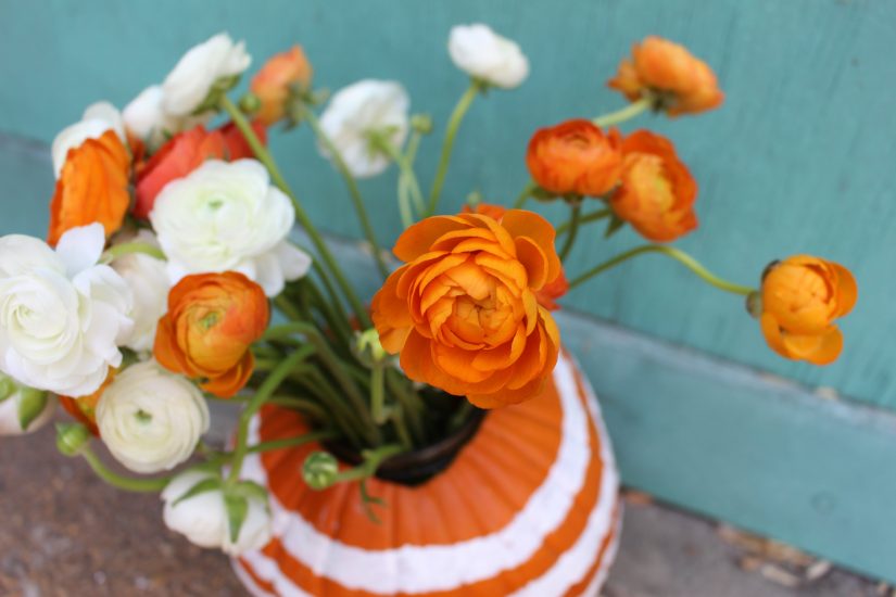 Orange Ranunculus DIY Pumpkin