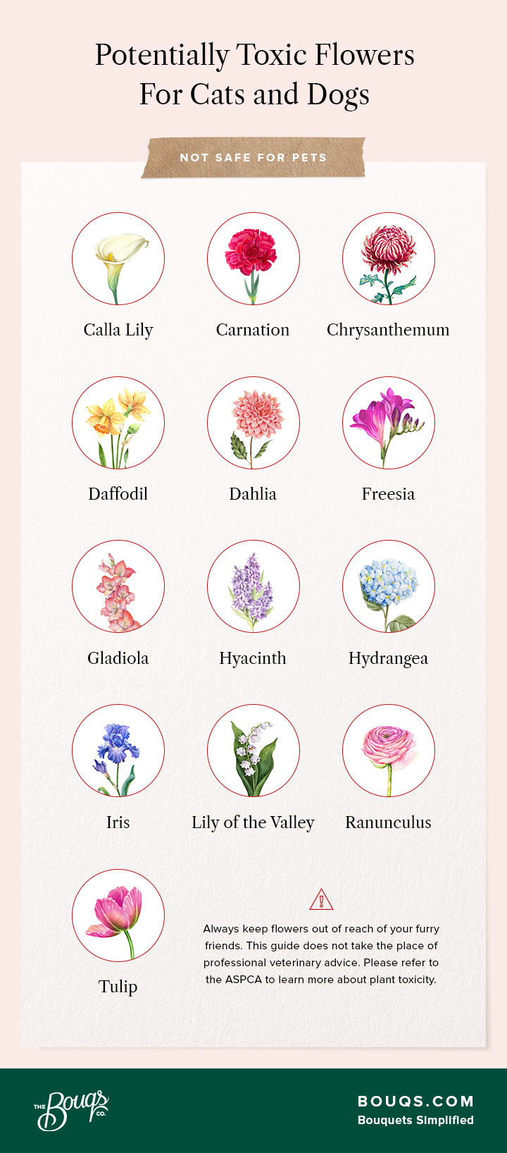 List Of Non Toxic Flowers That May Be Safe For Your Pets Bouqs Blog