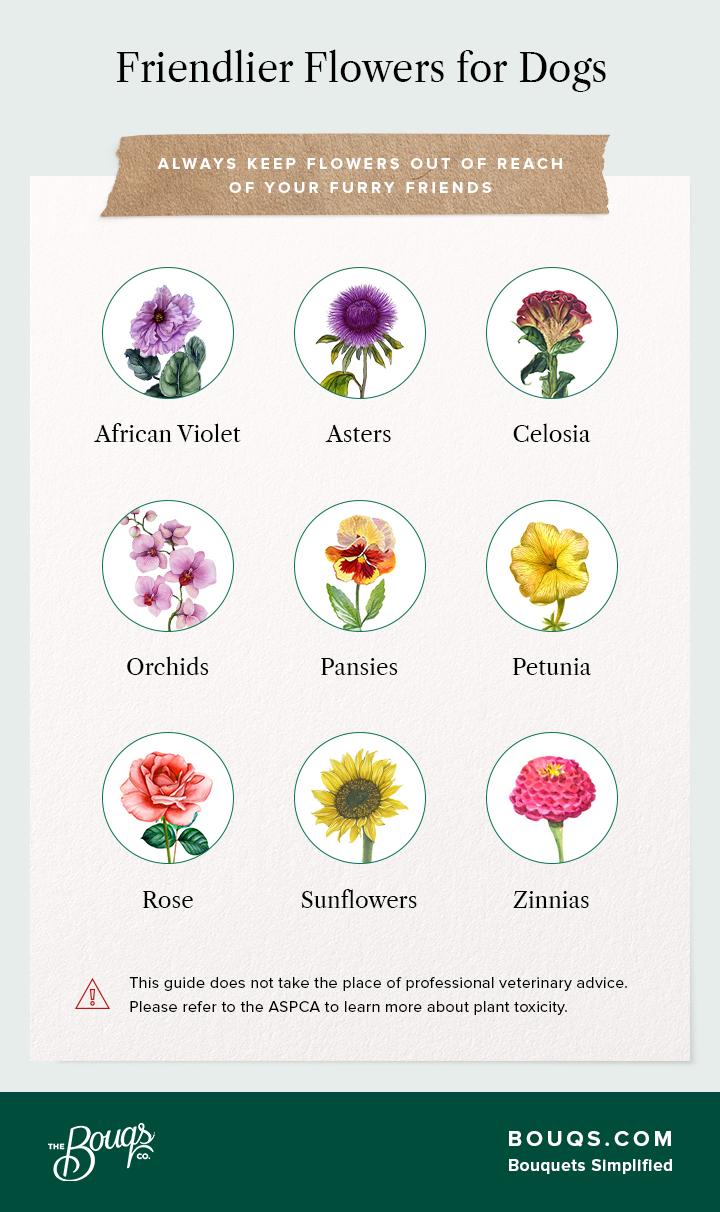 Cat Friendly Flower Bouquets Best Flower Site