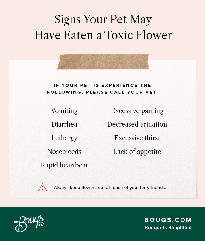 Signs Your Pet May Have Eaten a Toxic Flower