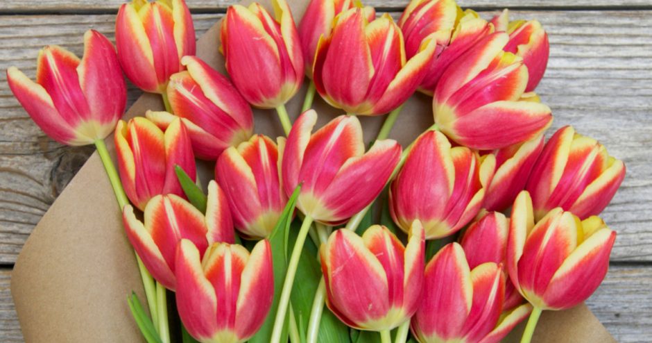 How Long Do Tulips Last Tulip Care Tips Bouqs Blog how-long-do-tulips-last-tulip-care-tips-bouqs-blog