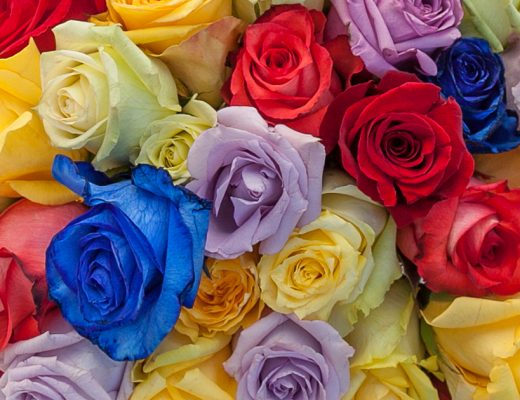 What Rose Colors Mean