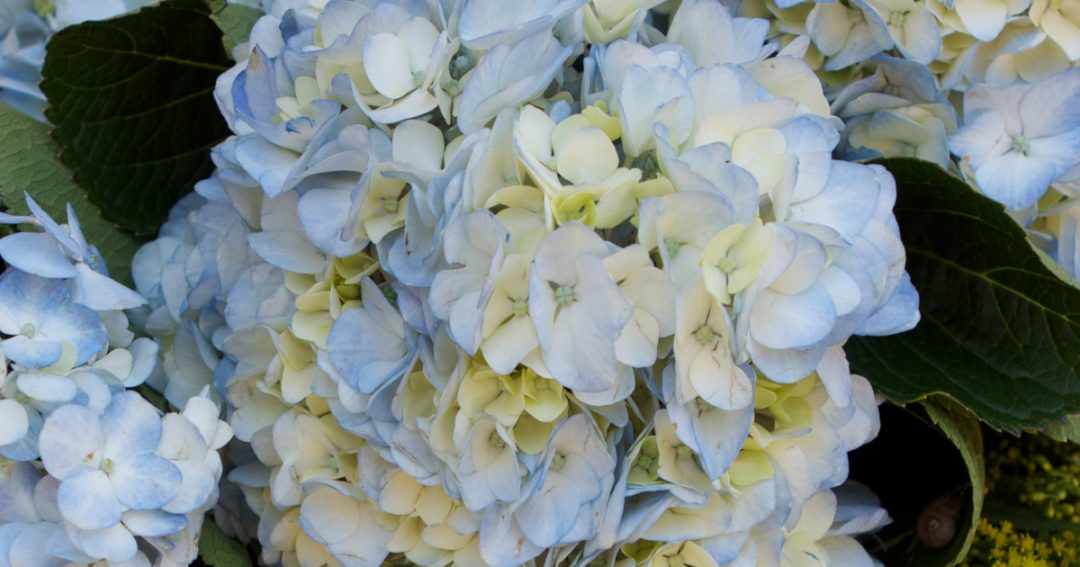 20 Most Beautiful Blue Flowers Bouqs Blog Blue Flowers