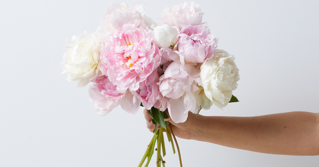 Pink and white peonies held by a hand