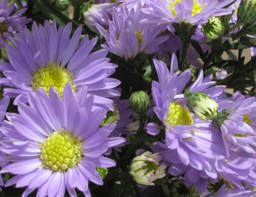 Spring Perennials