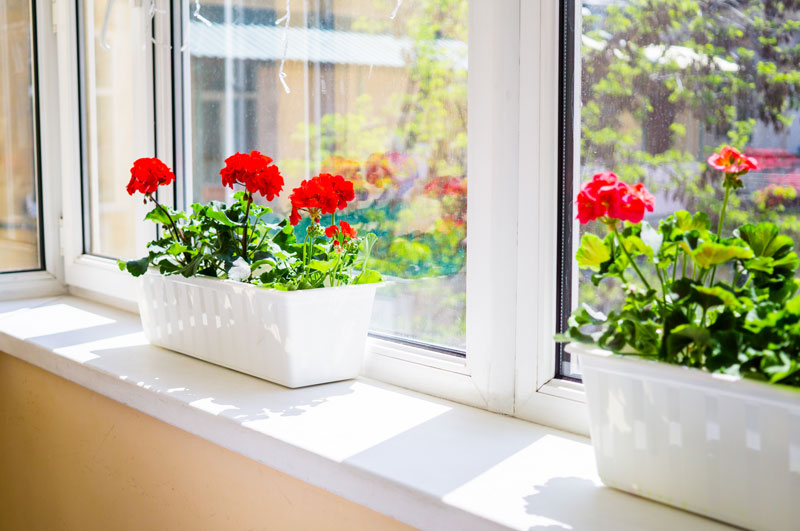 Red flowering houseplants in window sill
