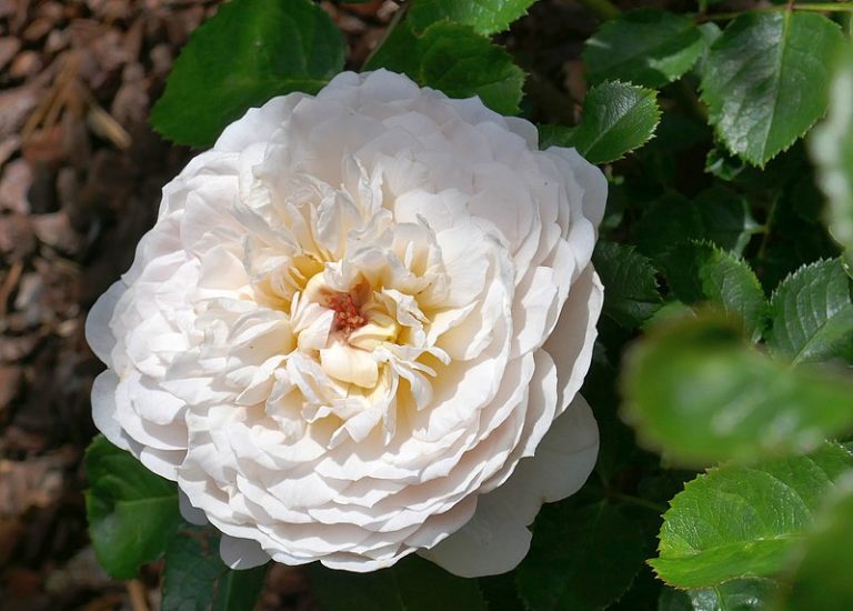 Emily Brontë rose growing outside