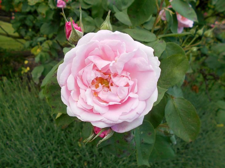 Fantin-latour rose growing outside