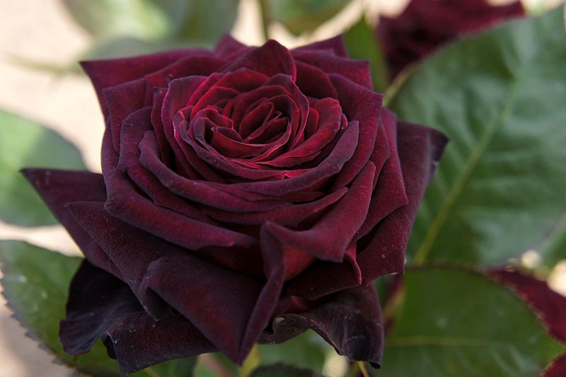 Black Baccara rose close-up