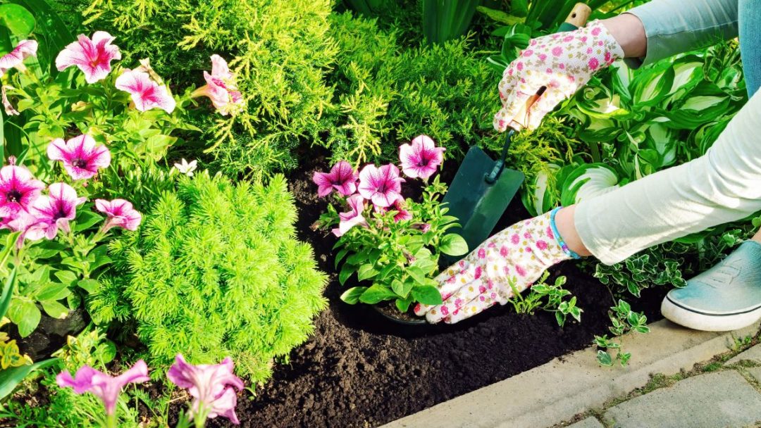 Person planting pink petunias in a garden bed