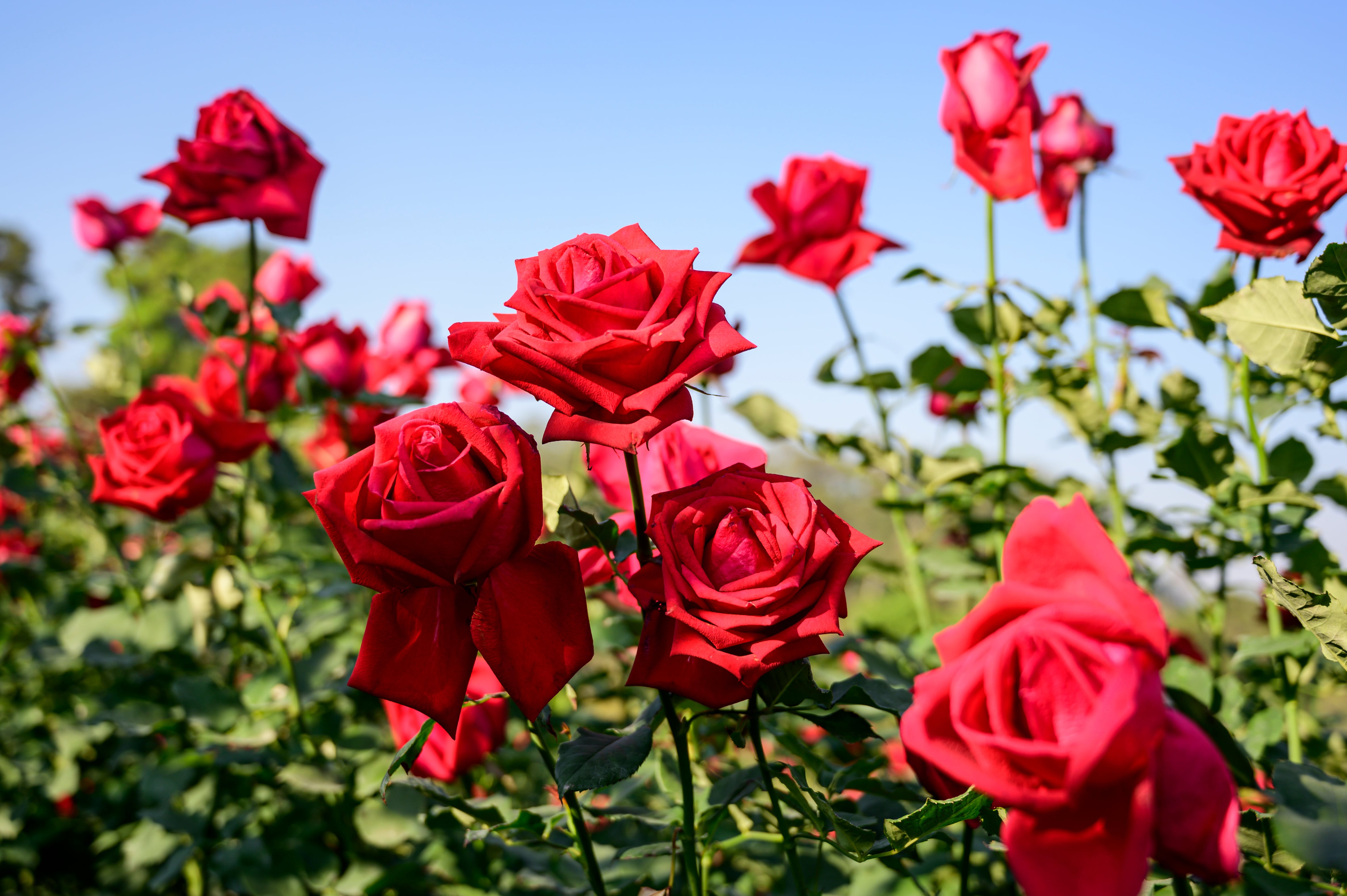 Medium Stemmed Red Roses – Mr Roses