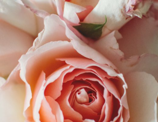 Types Of Roses