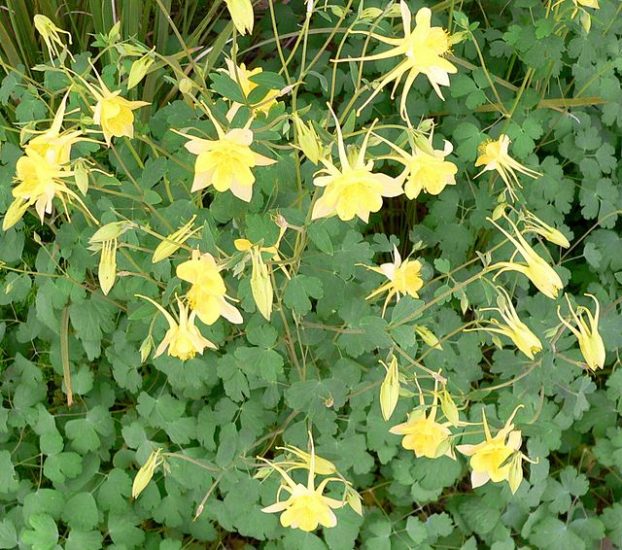 Golden columbine flowers growing outside