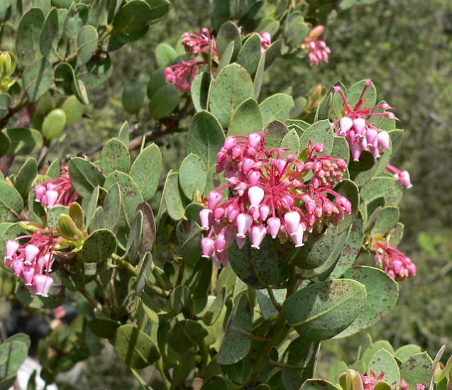 Pink pringle manzanita flowers growing outside