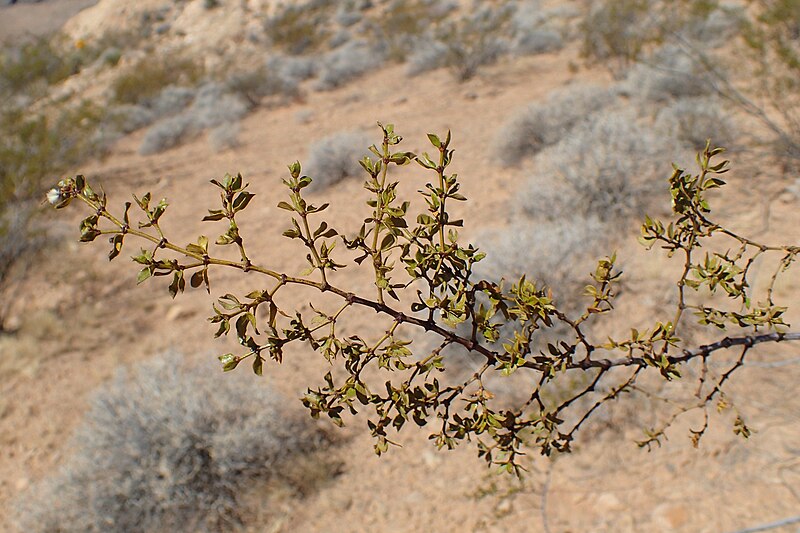 Creosote bush plant growing in the desert