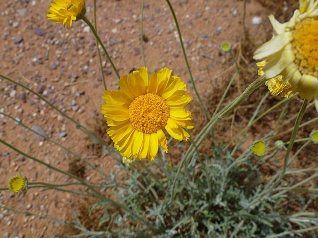 Close-up of yellow desert marigold flower growing outside