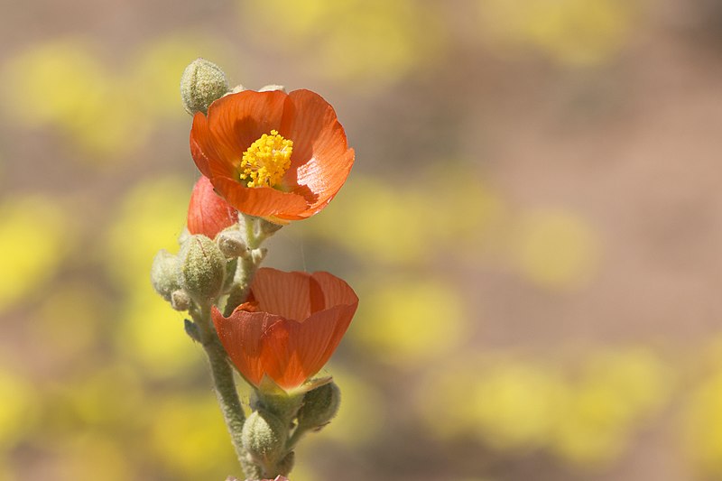 Close-up of orange desert globemallow flowers