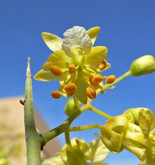 Close-up of yellow parkinsonia microphylla flower