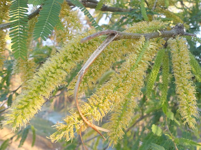 Close-up of prosopis tree