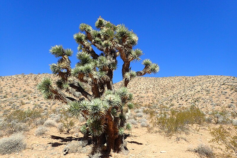 Joshua tree growing in the desert