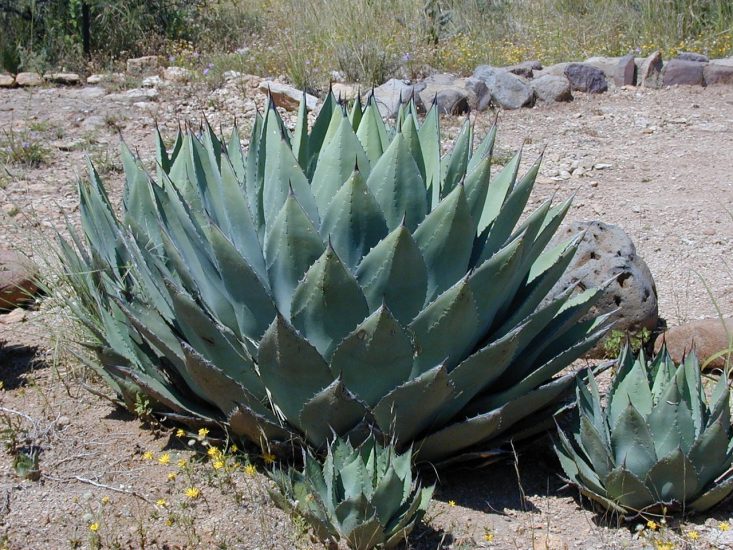 Big agave plant growing in the desert