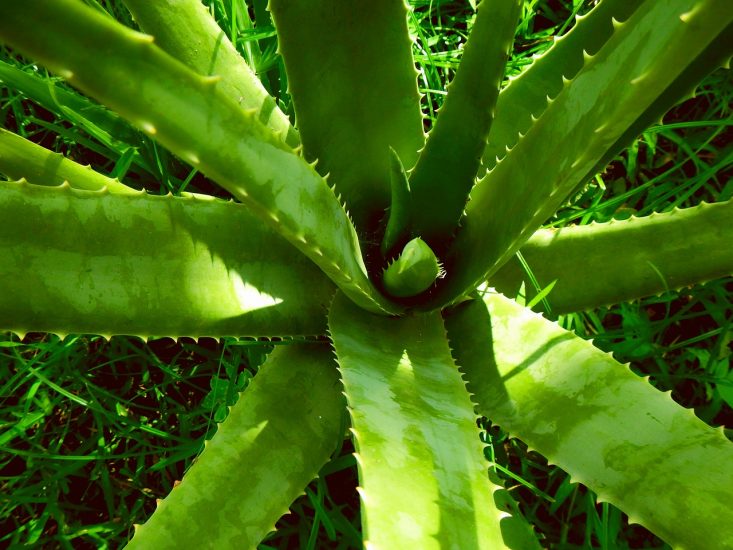 Close-up of an aloe vera plant outside