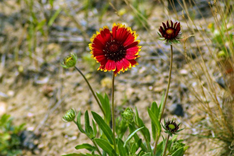 Red firewheel flower growing in desert