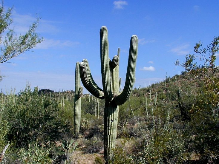 Saguro cactus standing in a desert