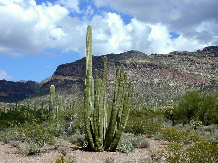 Organ pipe cactus in a desert landscape