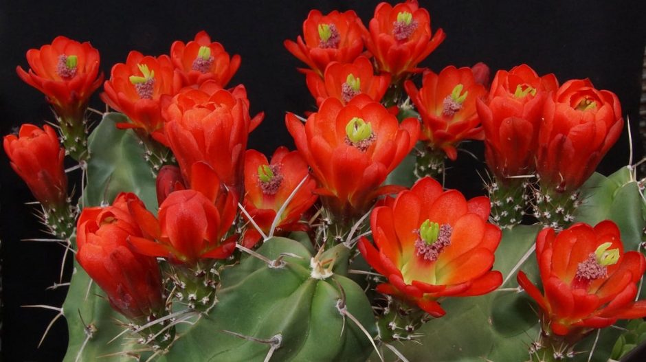 Close-up of red flowers blooming on hedgehog cactus