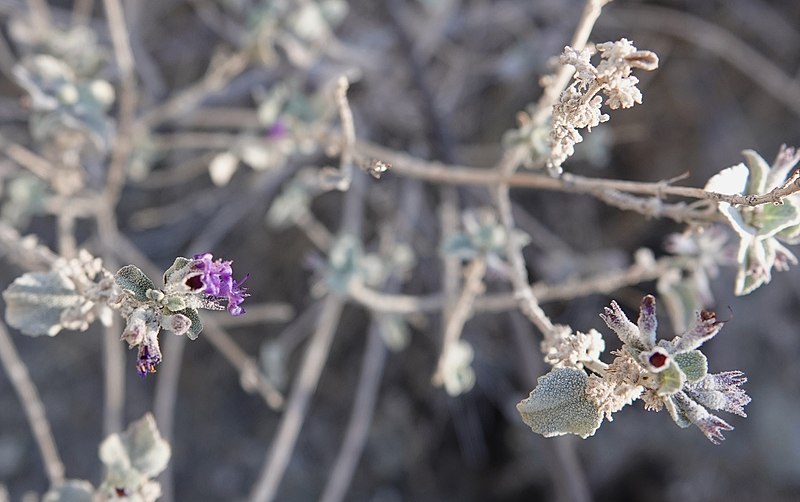 Close-up of desert lavender flowers