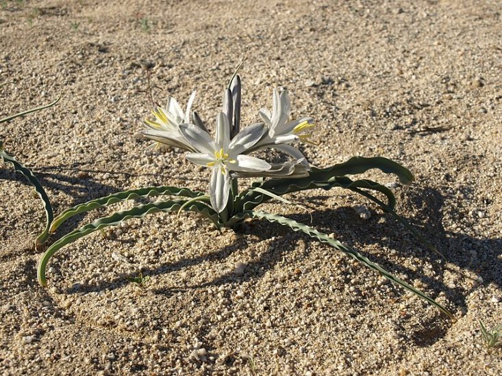 Desert lily flower growing outside