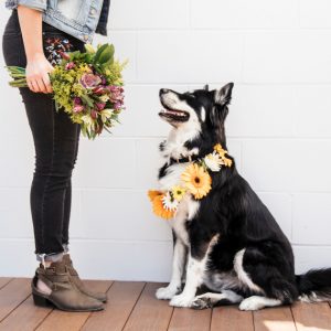 How to keep pets away from plants 300x300