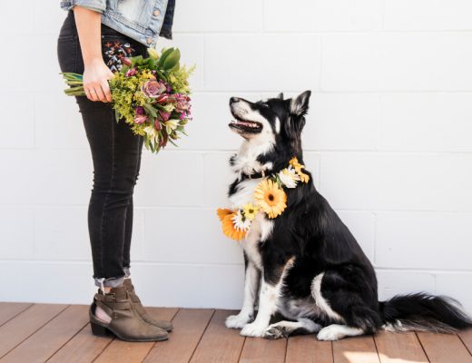 How To Keep Pets Away From Plants