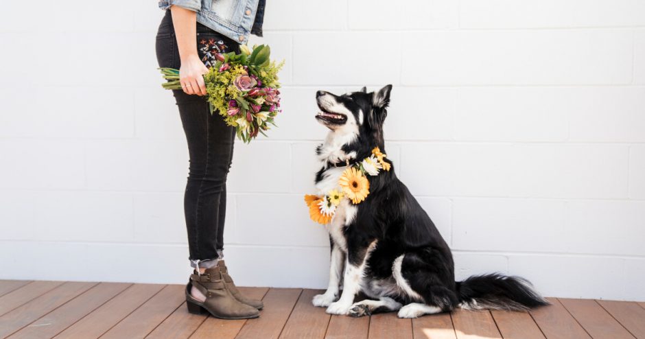 plants that keep dogs away